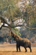 Elephant  Loxodonta Africana  reaching up to pull seeds from Ana tree.