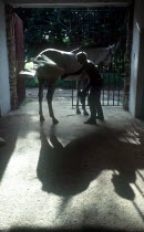Lenin Park horse stables