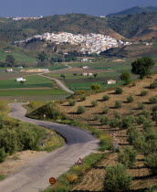 North Ronda  olives & farmfields with road leads to white village