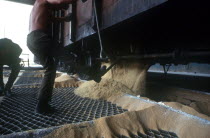 Sugar Cane Process with workers depositing sugar from railway carriage