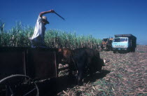 Sugar Cane Harvest with man standing in cart drawn by cattle with his arm raised in the air clutching a stick