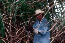 Sugar Cane harvest worker cutting down crops