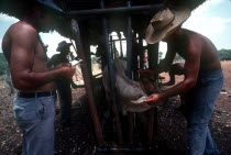 Men branding caged cattle on a ranch