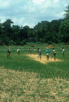 Young boys playing Cricket in a field