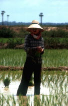 Planting rice 25 minutes north of Prey Veng.   Standing figure wearing traditional straw hat and krama.