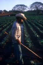 Tobacco farm worker