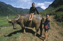Muong children with waterbuffalo.