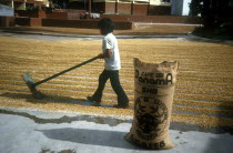 Drying Coffee beans