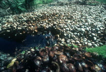 Man wetting coconut husks for making coir