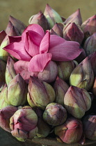 Lotus buds for temple offerings