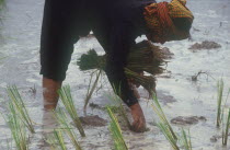 Woman bending forward to plant rice.