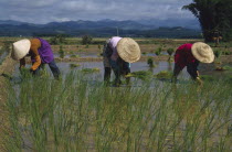 Planting rice