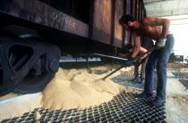 Sugar cane harvest worker depositing sugar from railway carriage