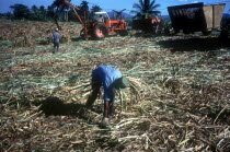 Sugar Cane worker