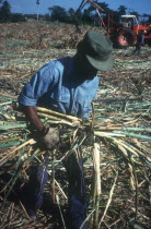 Man harvesting sugar cane with tractor in the background