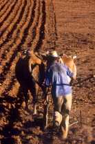 Man ploughing field with oxon