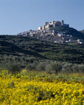 The Crusader Castle on hilltop  village surrounds  yellow flowers