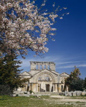 The Basilica of St Simeon.  Ruins with tree in blossom in the foreground.