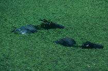 Two wild Water Buffaloes submerged in water with a covering of green water plants