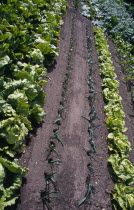 Wisley Royal Horticultural Society Garden. Lines of Vegetables growing in a plot.