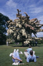 Wisley Royal Horticultural Society Garden. Flowering Cornus Kousa tree also known as the Wisley Queen with a group of visitors sitting on grass in front.