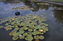 Wisley Royal Horticultural Society Garden. Pond with water lilies