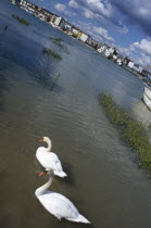 A pair of white swans swimming on the river Adur with town buildings in the distance.