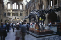 Kensington. Natural History Museum. Interior view of main hall with visitors walking around Dinosaur exhibit.