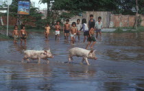 Group of children and two pigs in flooded area.