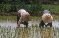 Planting rice in paddy fields 25 minutes north of Prey Veng.