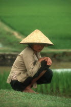 Woman in conical hat with paddy fields behind her.