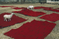 Sheep with Ashanti funeral cloth laid out to dry after dyeing red  the traditional colour of mourning.Asante  Akan people Color Colour