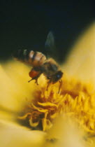 Honey bee collecting pollen from a yellow flower