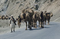 Camel train