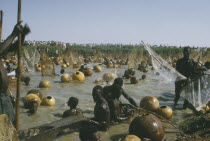 View over mass of men with nets in the muddy water for the Fishing Festival