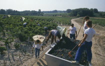 Wine harvest or Le Vendage at Chateau Pontet Canet