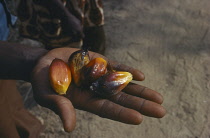Palm oil fruit held on palm of hand.