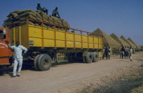 Workers unloading sacks of groundnuts to build pyramids.