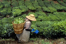 Tea picker on Boh tea plantation