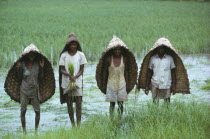 Adivasi workers in flooded rice paddy fiels wearing woven capes as protection from the monsoon rain. Adivasi tribal group, the word Adivasi means original inhabitants in Sanskrit