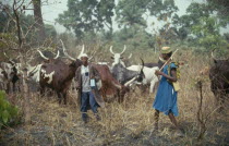 Fulani herdsmen with longhorn cattle