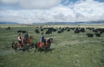 Nomadic horsemen and women herding yaks on the high grasslands.