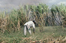 Male worker in Sugar Cane Plantation  Brasil