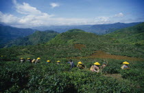 Cukul Tea Estate. Pickers in line amongst crops wearing yellow conical hats.