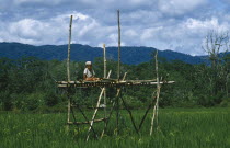 Napu Valley. Young boy sitting on wooden watch tower appointed as rice guardian to watch over crop.