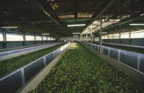 Cukul Tea Estate. Tea leaves in drying loft.