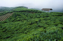 Cukul Tea Estate South Division. View across lush green crops with a shelter.