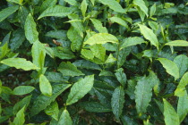 Culul Tea Estate. Detail of plant leaves.