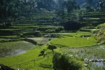 Toraja. Rice paddies.