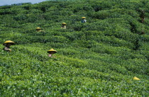 Cukul Tea Estate. Pickers working in field wearing yellow conical hats.